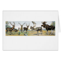 Large Game & Antlers Greeting Cards