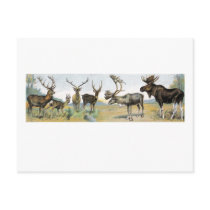 Large Game & Antlers Postcard