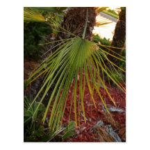Large green palm frond at sunset on a postcard