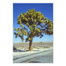 Large Joshua Tree Photo