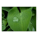 Large leaf drop card