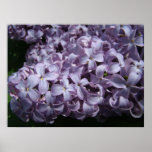 Large Lilac Blooms Poster