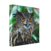 Large Owl Canvas Print