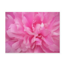 Large Pink Peony Postcard