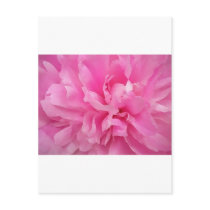 Large Pink Peony Postcards