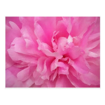 Large Pink Peony Postcard