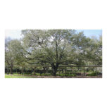 Large Tree PhotoCard