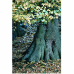 Large tree root, Yorkshire, England photo sculptures
