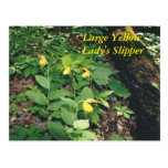 Large Yellow, Lady's Slippert postcard