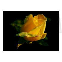 Large Yellow Rose Cards