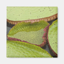 Largest lily, the Giant Amazon Water Lily Fridge Magnets