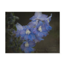 Larkspur Postcard