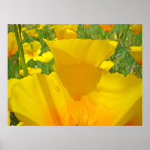 L'art de pré de fleurs de pavot imprime les pavots posters