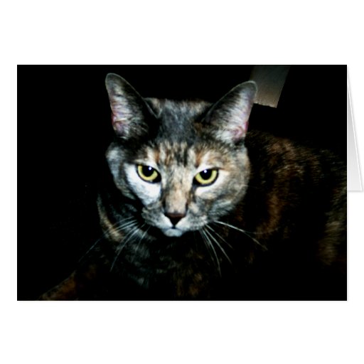 L'art du chat cartes