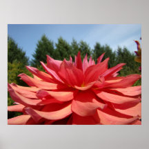 L'art floral de fleur de dahlia imprime les dahlia posters