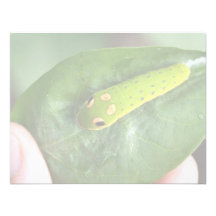 Larve de papillon de machaon de Spicebush Faire-parts