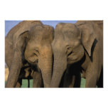 L'Asie, Inde, parc national de Nargahole. Indien Tirage Photo