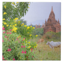 L'Asie, Myanmar (Birmanie), Bagan (païen). Vaches Carreaux