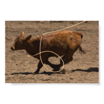 Lassoed calf posters