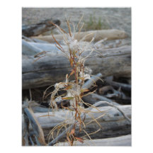 Last Days of Summer Photograph