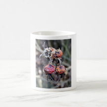 Last Legs of a Rose Hip  Seed  Pods  Mug
