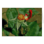 Last Petal Card