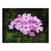 Last Phlox ~ Photo