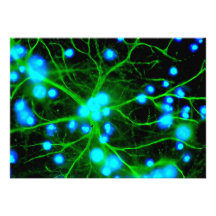 L'astrocyte sont les cellules de Glial en forme d' Bristol