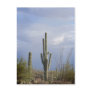 Late Afternoon in the Desert Post Cards