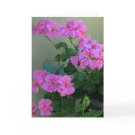 Late Bloomers cards