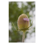 late teasel stationary stationery