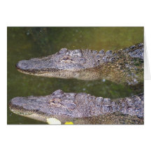 Later Gator Cards