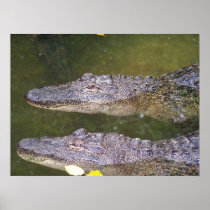 Later Gator Posters