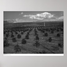Latter Day Saints Citrus Orchard near Riverside Print
