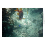 Latticework Soldierfish (Myripristis violacea) Cards