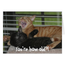 Laughing Cat Cards