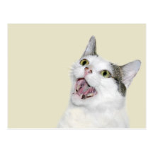 Laughing cat post cards