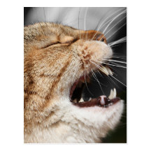 Laughing Cat Postcard