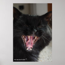 Laughing Cat Poster
