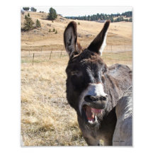Laughing Donkey Photo Art