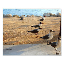 Laughing Gulls at Sunrise Photographic Print