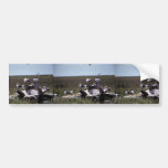 Laughing Gulls Bumper Sticker
