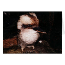Laughing Kookaburra Cards