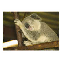 L'Australie, Queensland, Brisbane. Figuier Impressions Photographiques