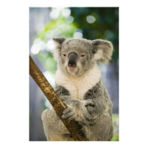 L'Australie, Queensland, Brisbane, figuier Photos
