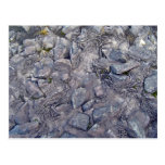 Lava Rock Surface Post Cards