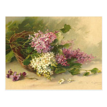 Lavander and White Beauty Postcard