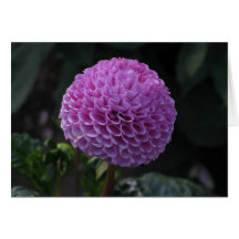 Lavander Dahlia Greeting Cards
