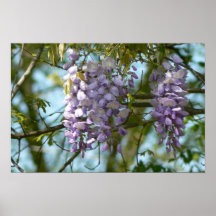 Lavander wisteria flowers poster