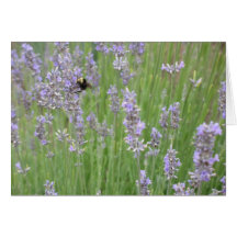 Lavander with Bee Card